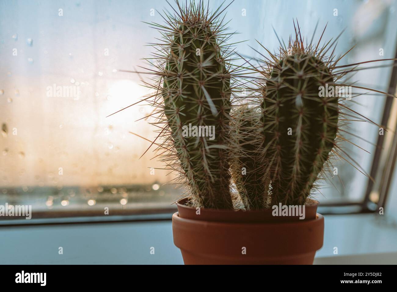 cactus en pot sur le rebord de la fenêtre Banque D'Images