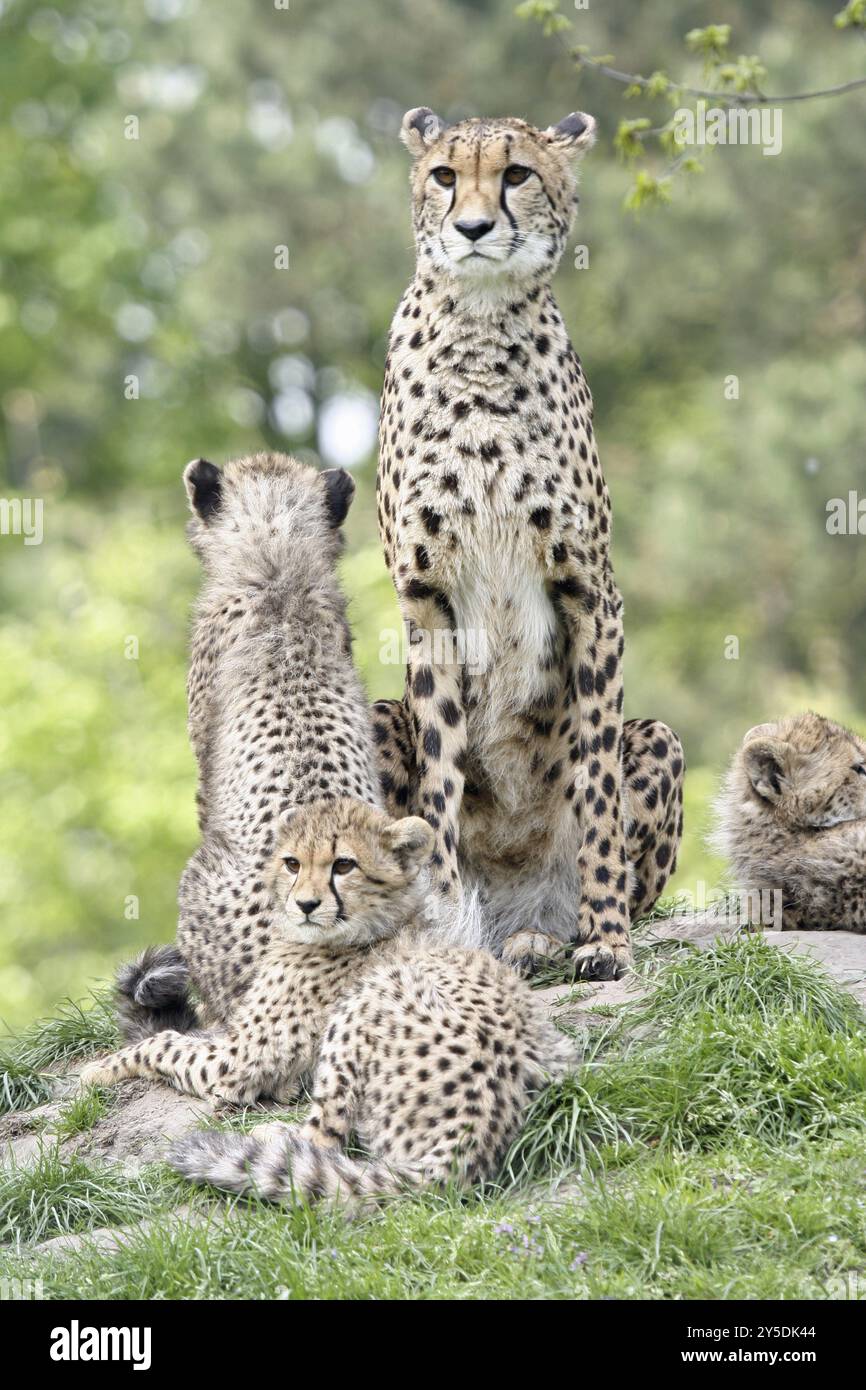 Famille Cheetah famille Cheetah Banque D'Images