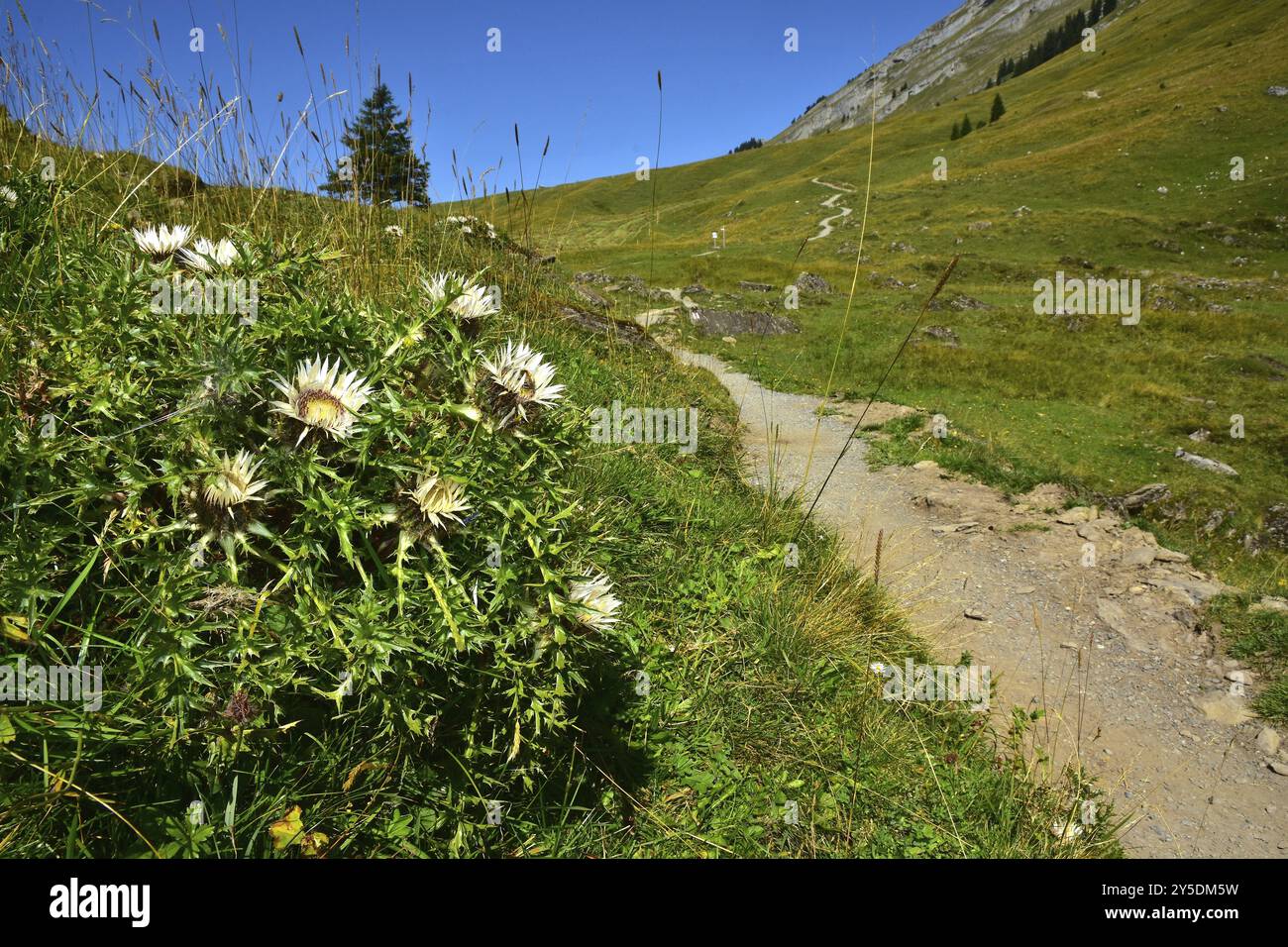 Silberdistel auf der Wurzachalpe im Bregenzerwald, Vorarlberg, Oesterreich, chardons d'argent sur la Wurzachalpe dans le Bregenzerwald, Vorarlberg, Austr Banque D'Images
