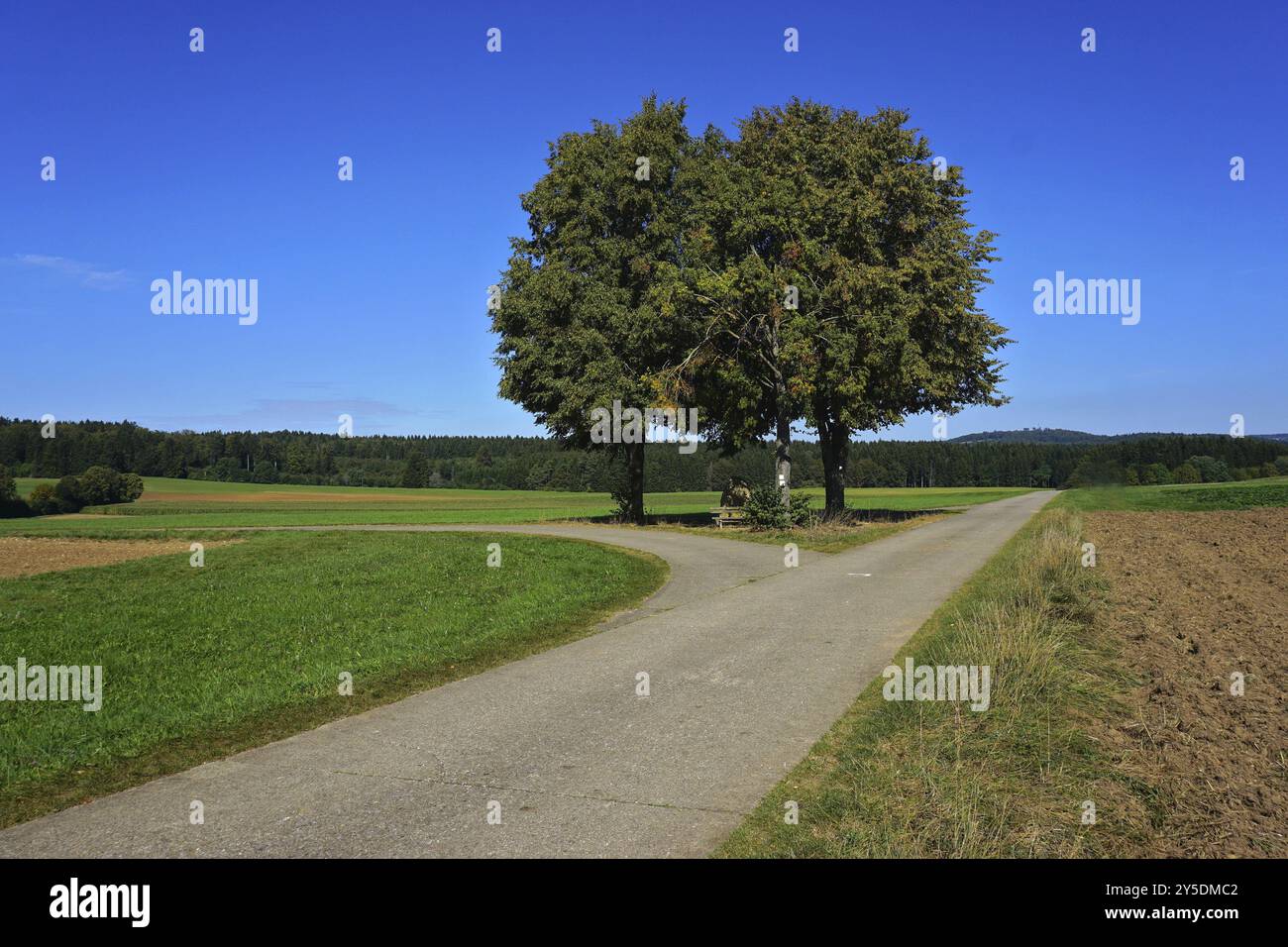Bifurcation dans la route avec un groupe d'arbres dans le souabe Alb, Bade-Wuerttemberg, Allemagne, bifurcation dans la route avec un groupe d'arbres dans le souabe Alb, Bad Banque D'Images