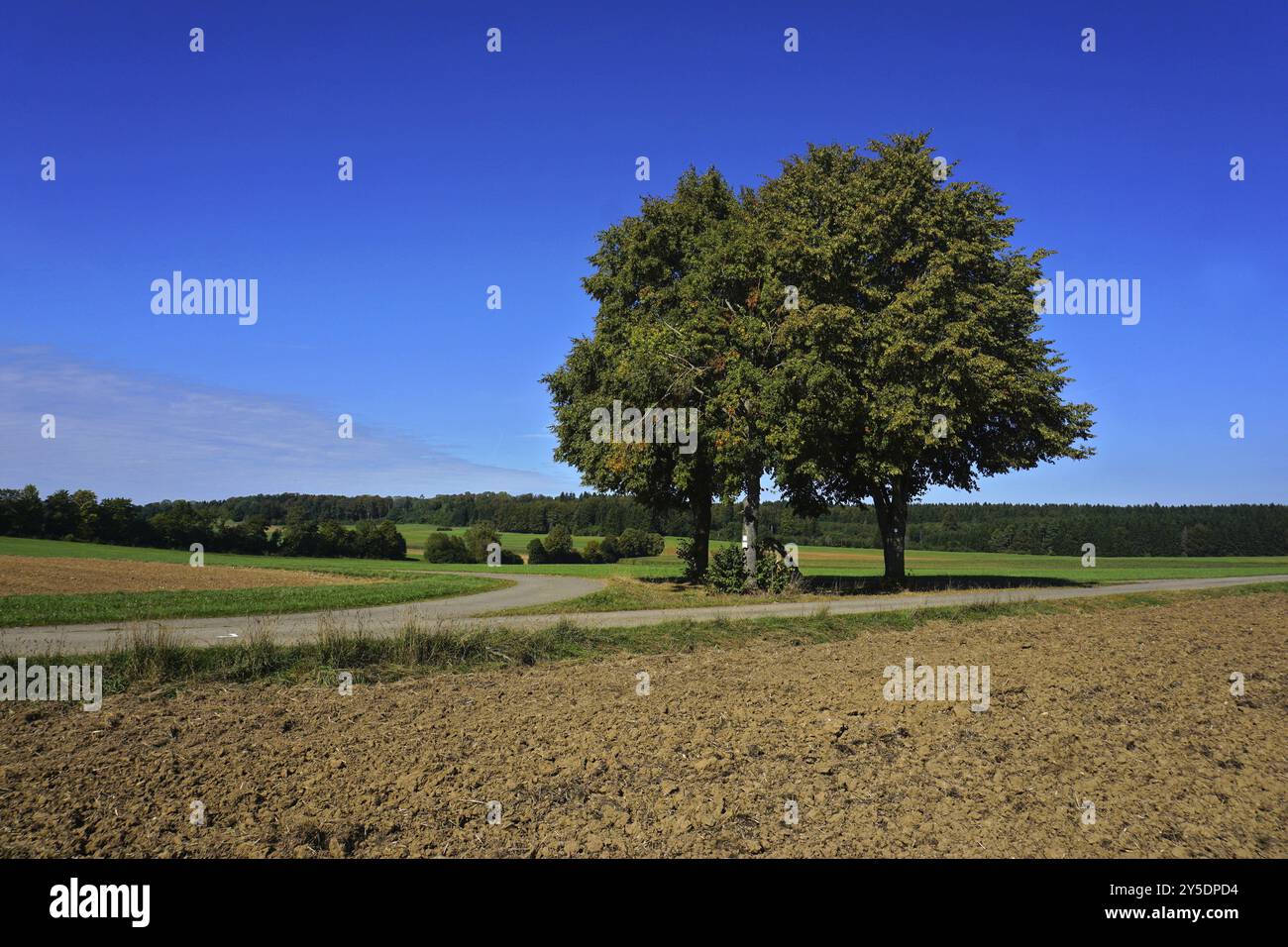 Bifurcation dans la route avec un groupe d'arbres dans le souabe Alb, Bade-Wuerttemberg, Allemagne, bifurcation dans la route avec un groupe d'arbres dans le souabe Alb, Bad Banque D'Images
