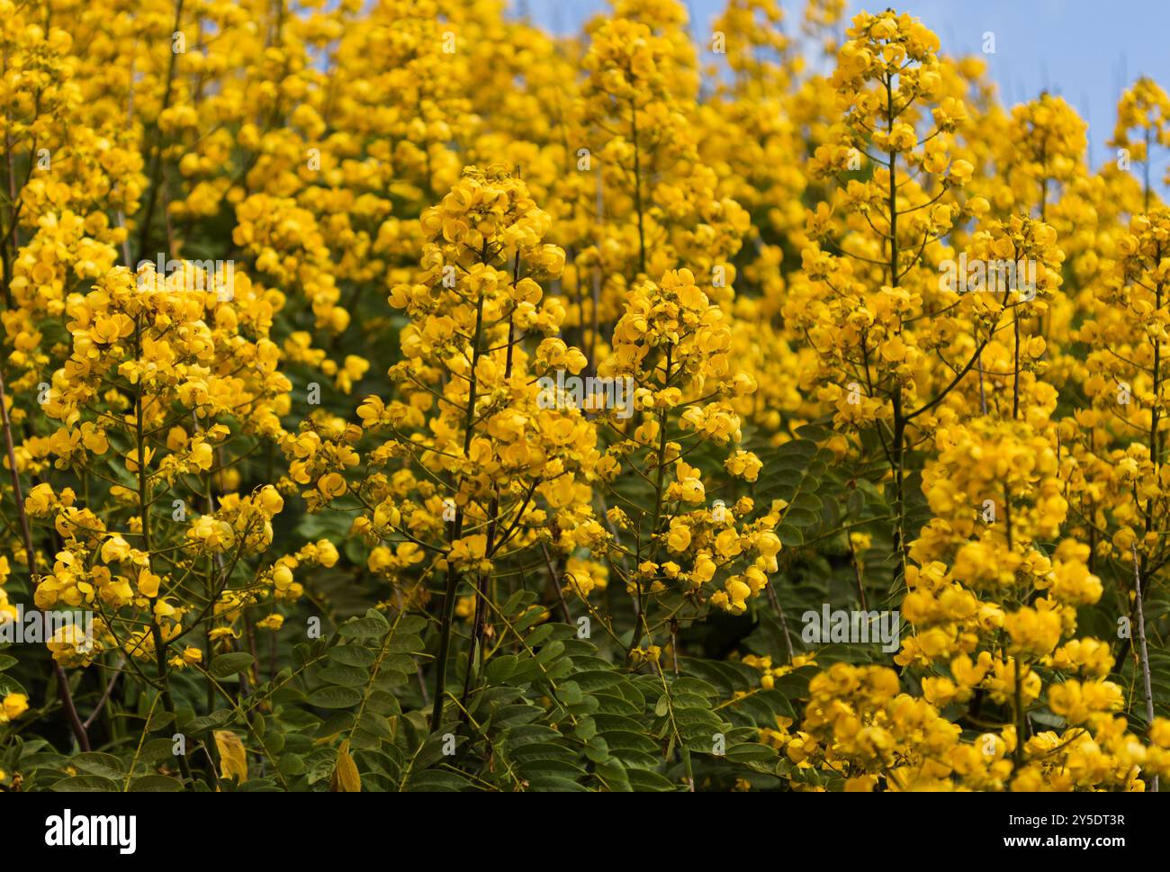 Fleurs jaunes de Senna spectabilis, arbre de merveille doré Banque D'Images