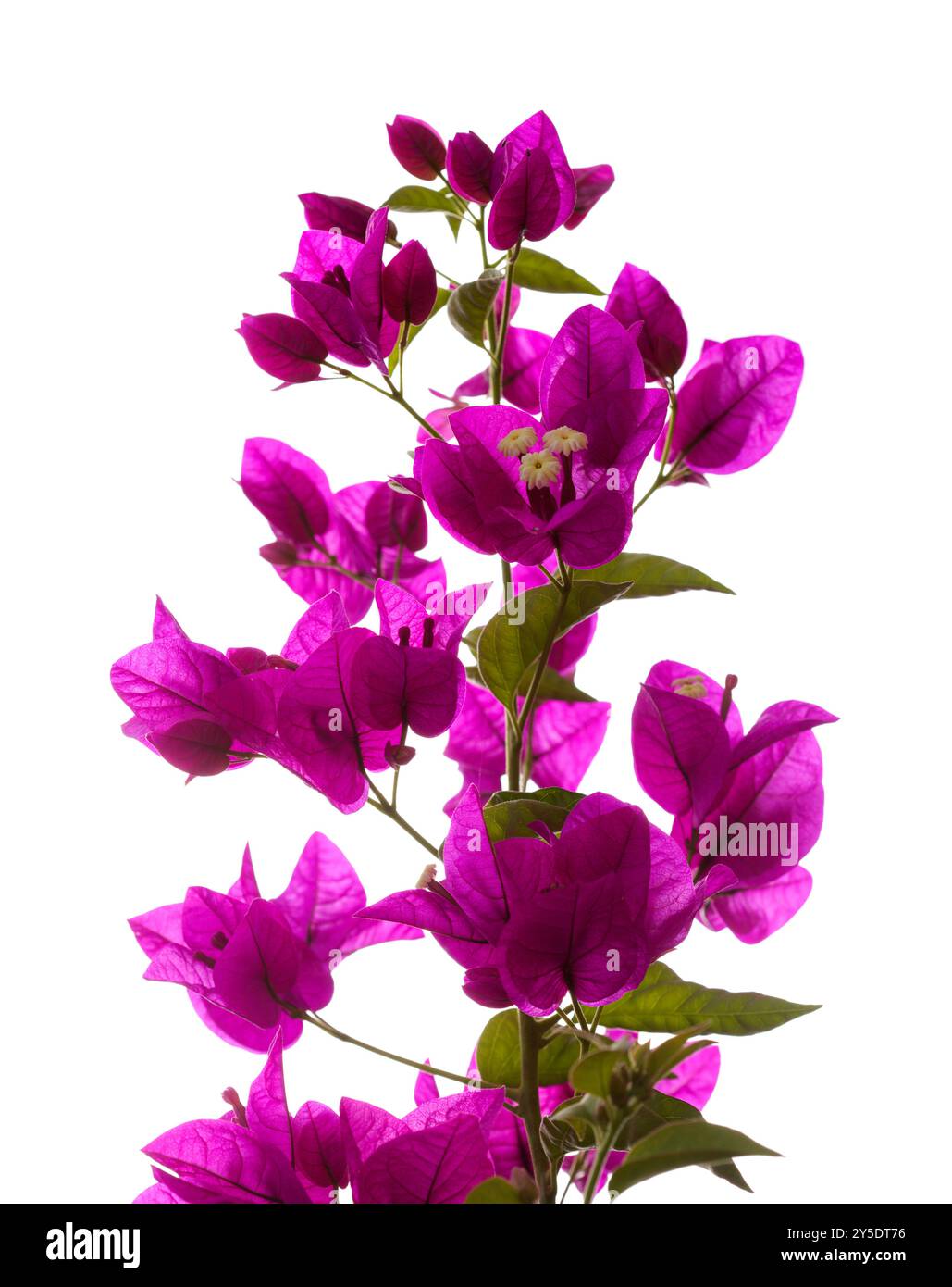 Flore de Gran Canaria - Bougainvillea glabra, introduit plante ornementale, fond naturel macro floral Banque D'Images