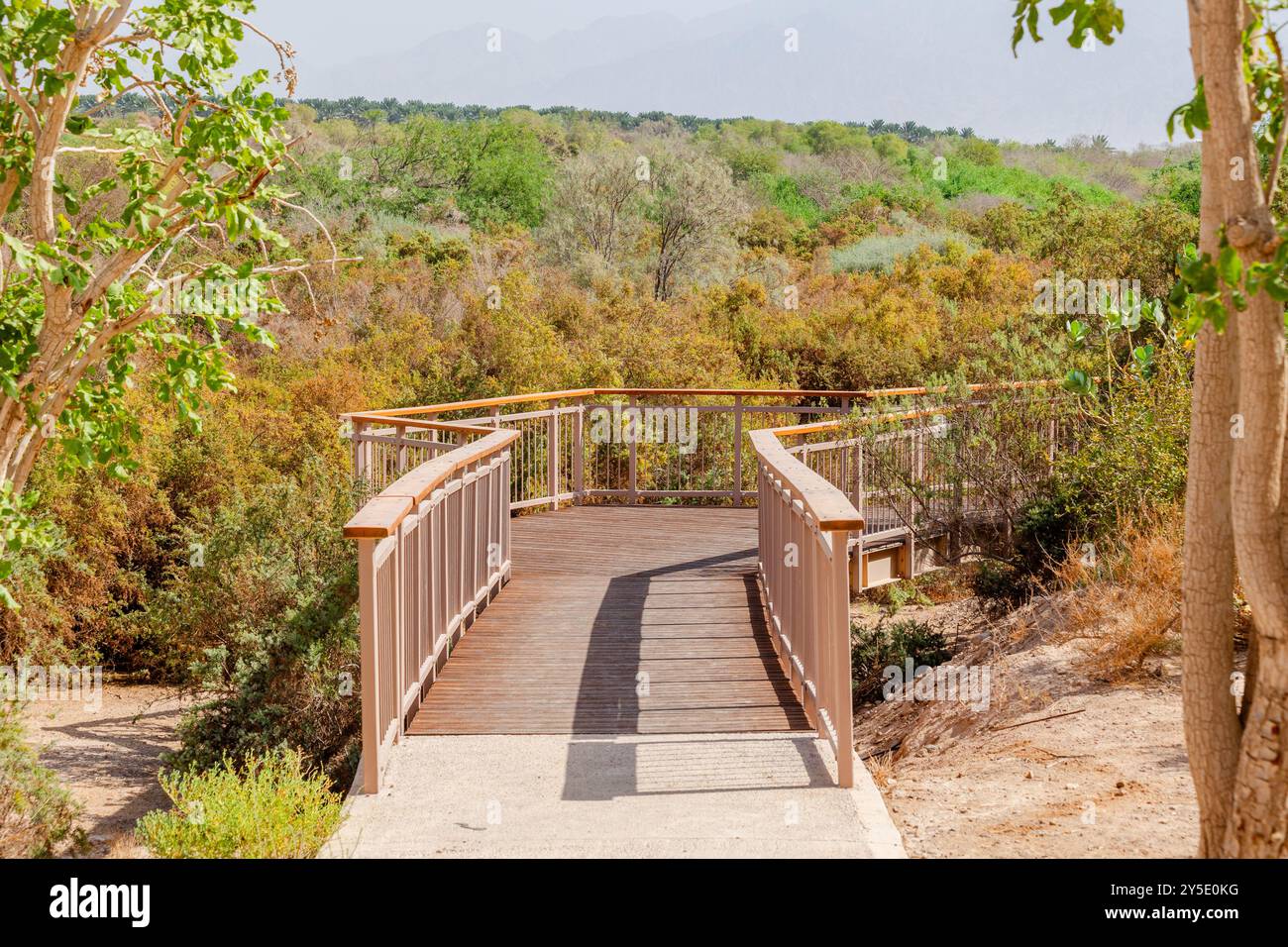 Pont en bois sur l'étang entouré de verdure luxuriante dans le parc d'oiseaux d'Eilat Banque D'Images