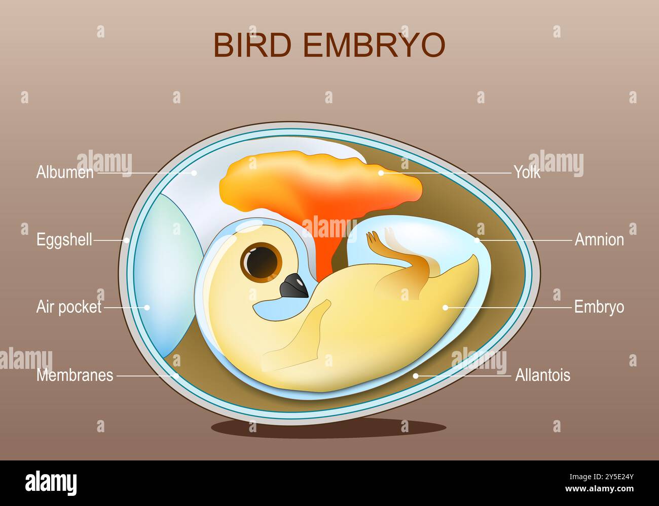 Anatomie embryonnaire de poulet. Structure de l'oeuf d'oiseau. Vecteur. Schéma de principe. Affiche détaillée. Illustration plate isométrique Illustration de Vecteur