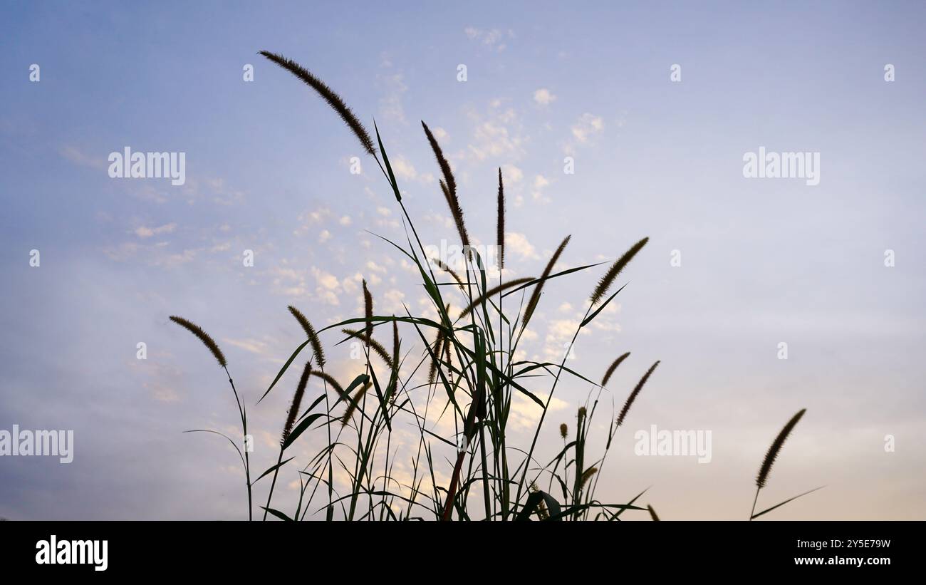 Setaria italica. Le millet est un petit grain qui appartient à la famille des graminées. Résistant aux environnements difficiles, il est couramment cultivé en Asie et en AFR Banque D'Images