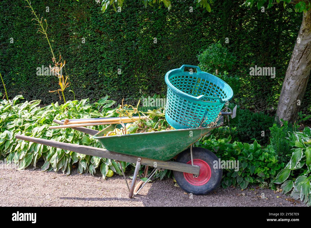Une brouette verte à côté d'un panier rempli attend les tâches de jardinage dans une cour verdoyante pendant une journée ensoleillée en été Banque D'Images