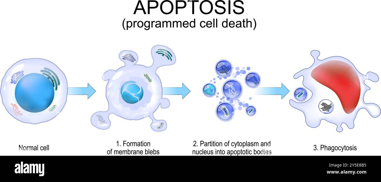 Apoptose. Mort cellulaire programmée. Caspases. Homéostasie cellulaire. Fragmentation cellulaire. Corps apoptotiques pour la phagocytose. Vecteur. Schéma de principe. De Illustration de Vecteur