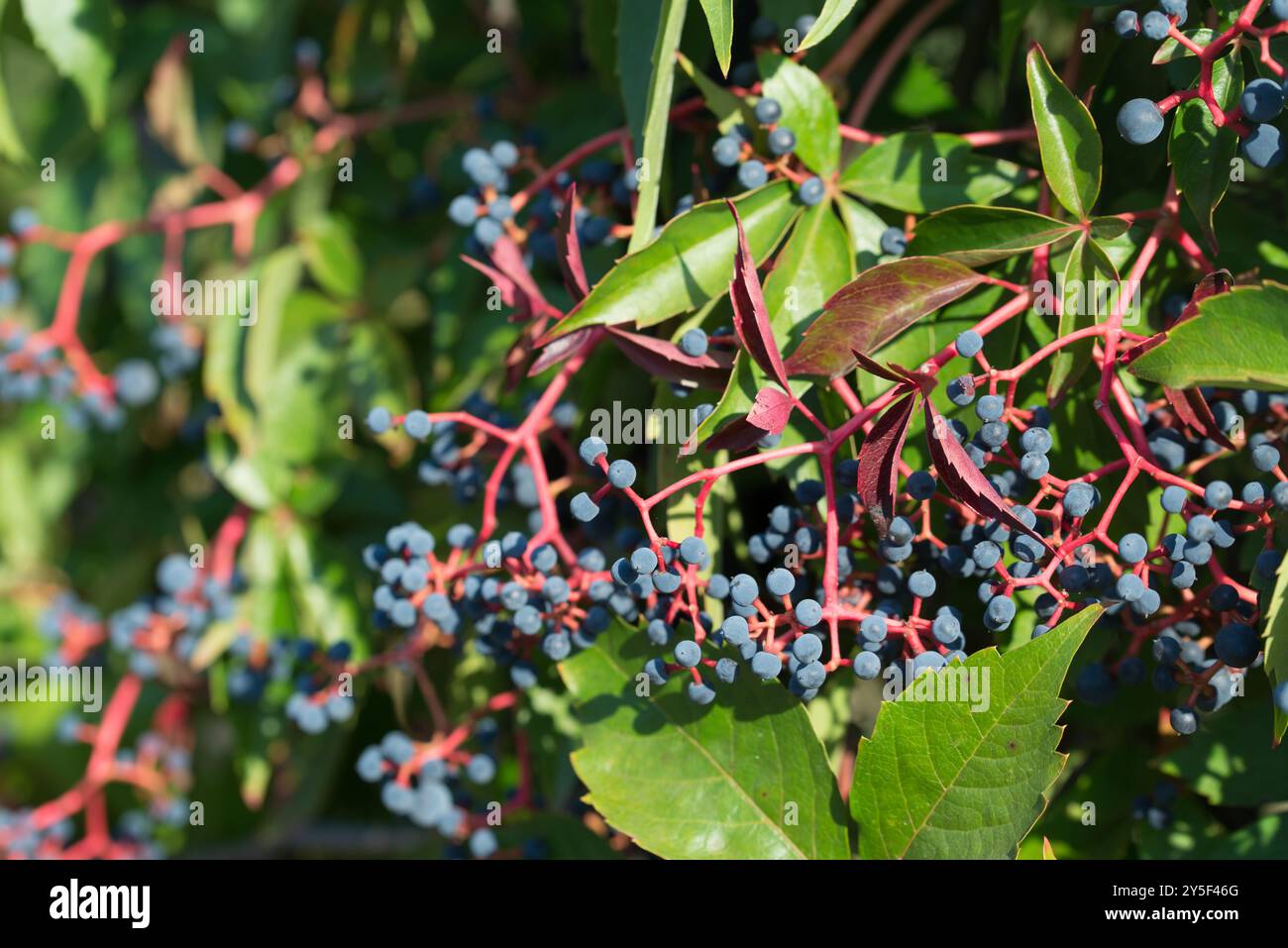 Parthenocissus quinquefolia, lierre à cinq feuilles, baies de crampon de Virginie en gros plan sélectif Banque D'Images