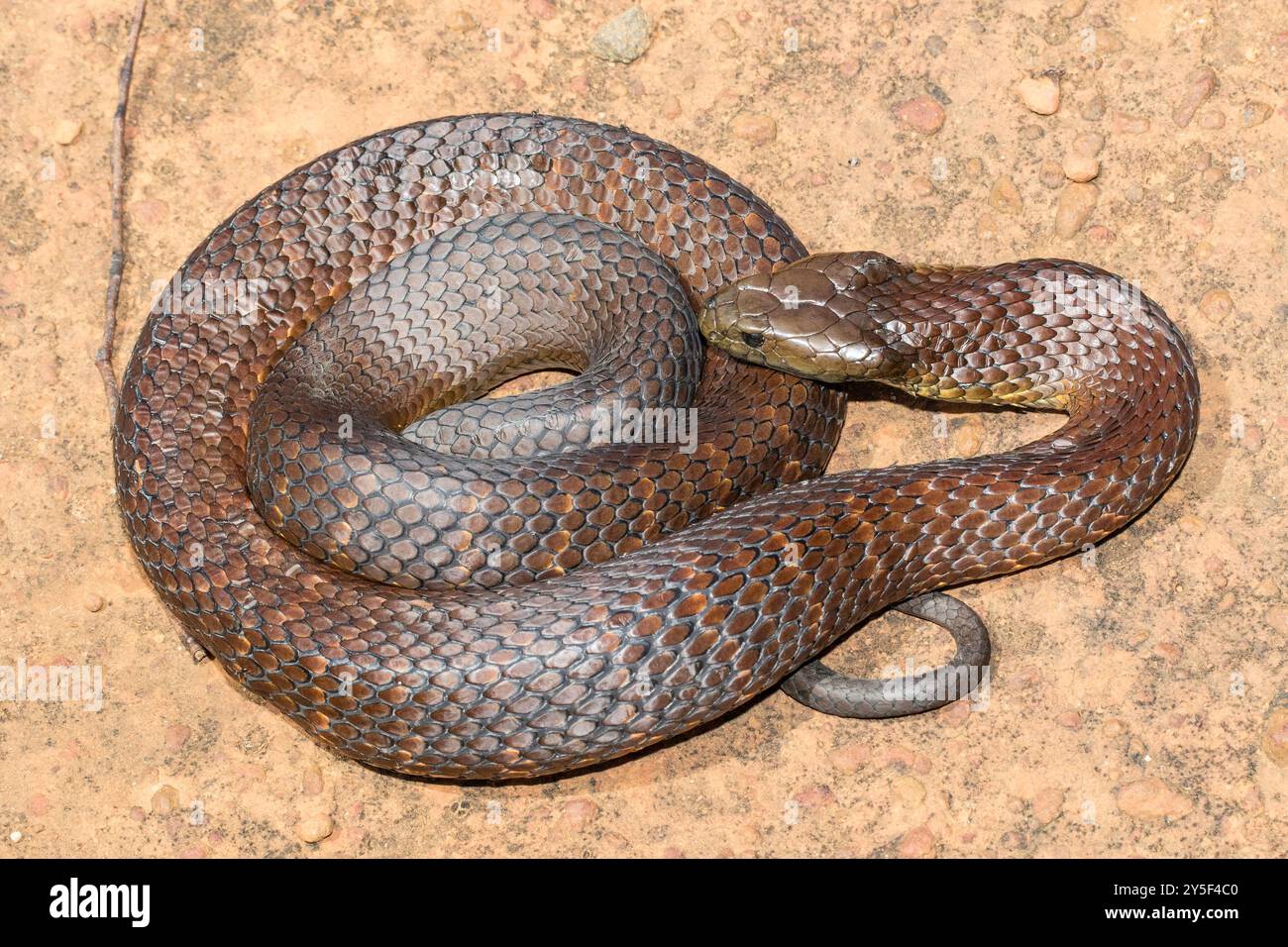 Serpent à tigre de l'est australien très venimeux Banque D'Images