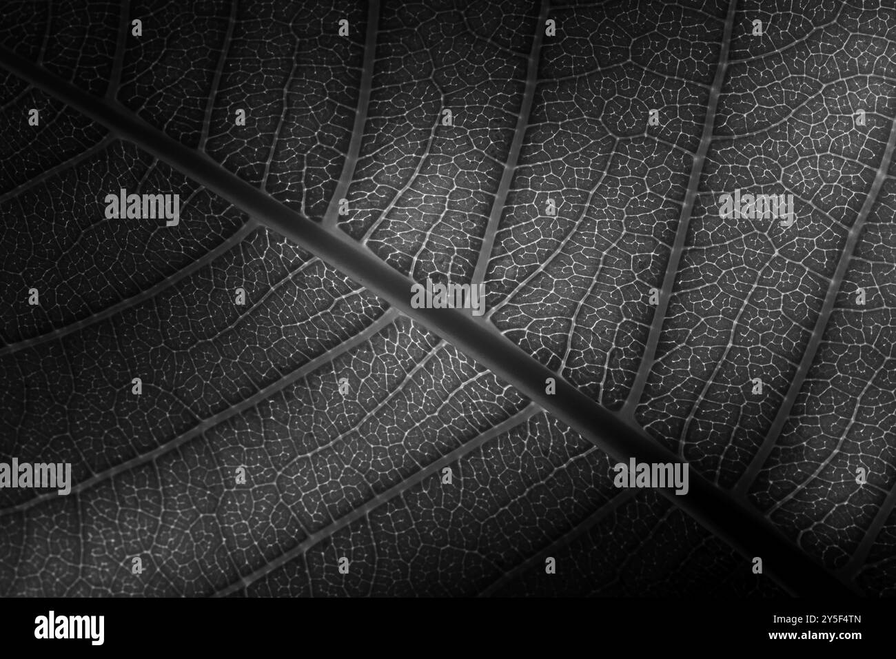 Images macro de Plumaria Leaf en noir et blanc et couleur avec des reflets prismatiques brillants. Banque D'Images