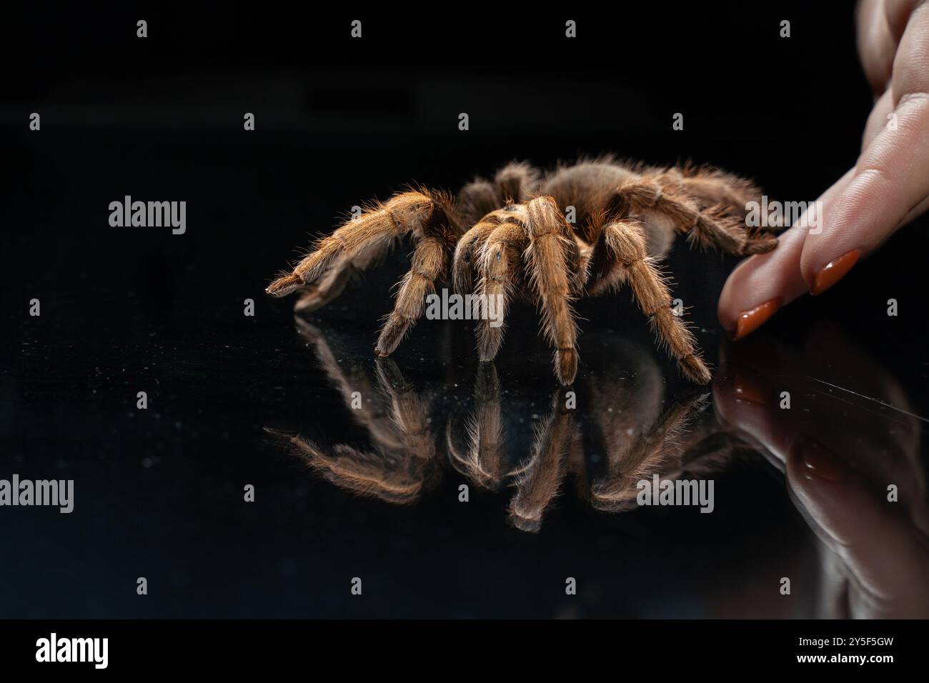 Gros plan de l'araignée de tarentule (Theraphosidae) placée sur un fond réfléchissant noir. Banque D'Images