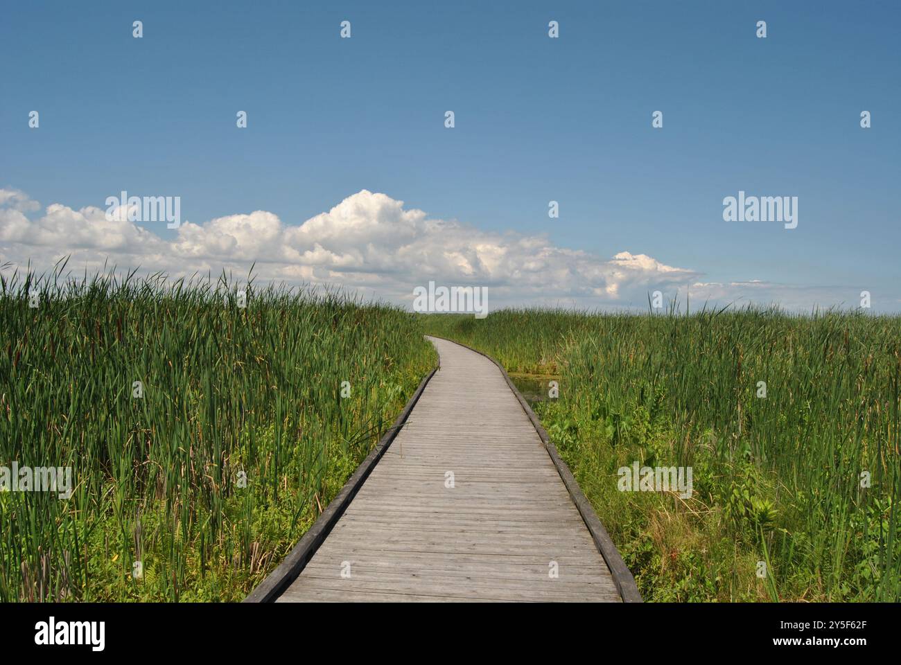 Promenade sans personne sur un marais au parc national de la pointe-Pelée en Ontario, Canada Banque D'Images