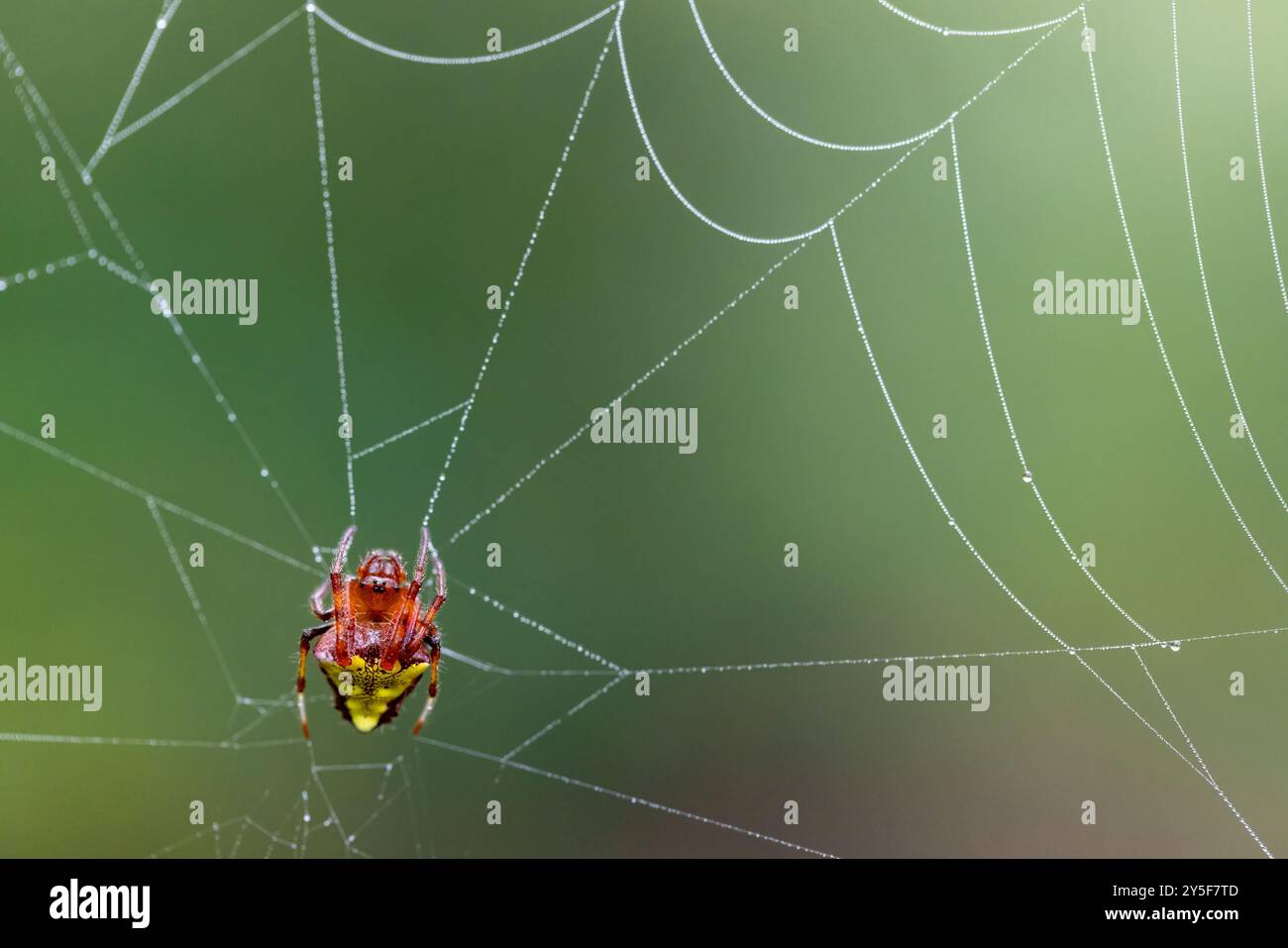 Femme Arrowhead Orb Weaver Spider(verrucosa arenata) sur le web - Brevard, Caroline du Nord, USA Banque D'Images