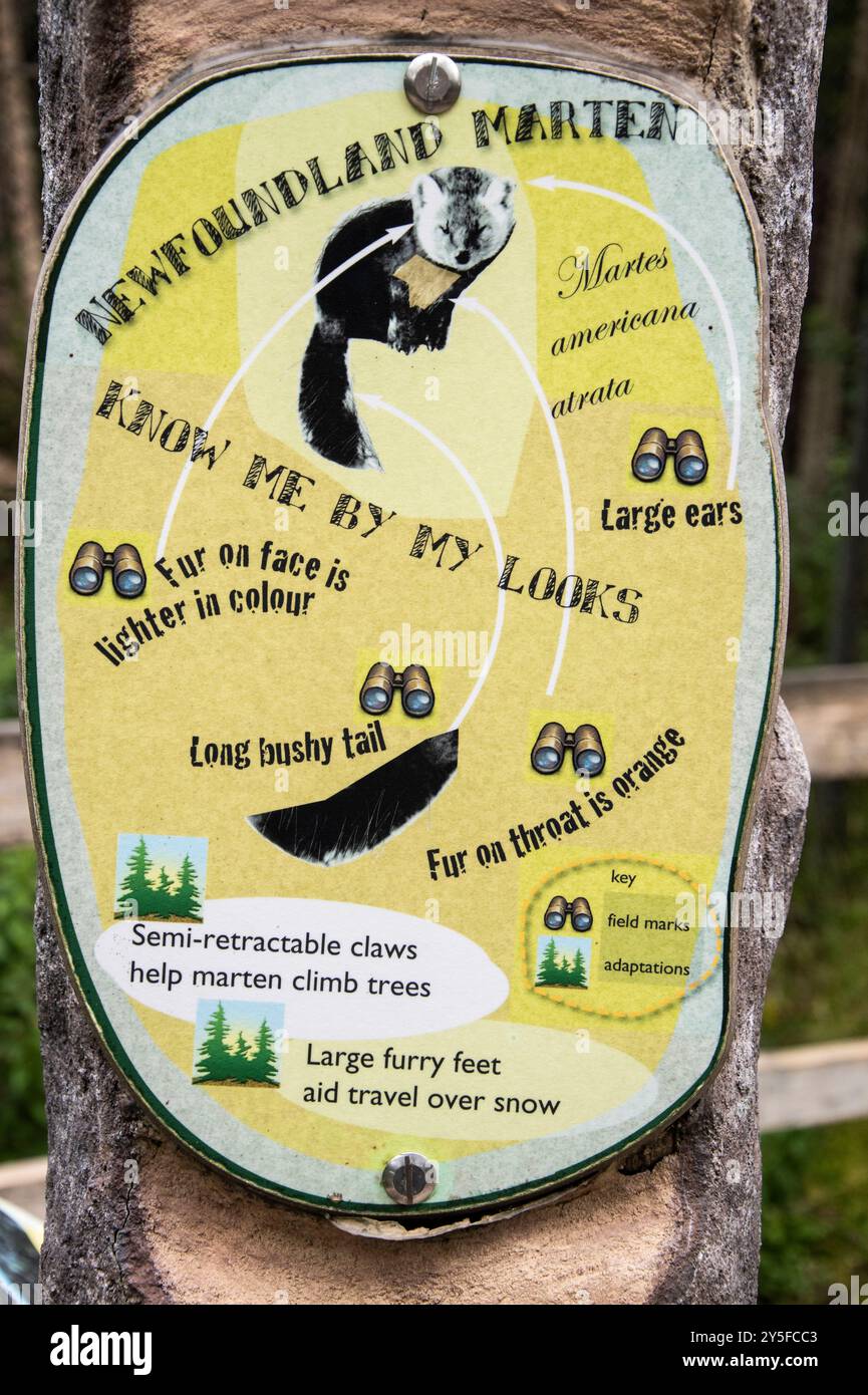 Panneau d'information sur la martre de Terre-Neuve au parc naturel Salmonier sur NL 90 à Holyrood, Terre-Neuve-et-Labrador, Canada Banque D'Images