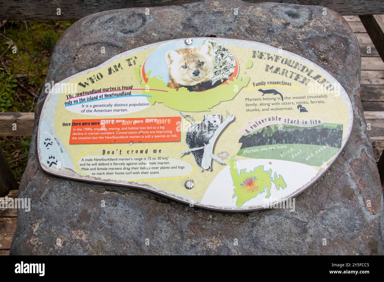 Panneau d'information sur la martre de Terre-Neuve au parc naturel Salmonier sur NL 90 à Holyrood, Terre-Neuve-et-Labrador, Canada Banque D'Images