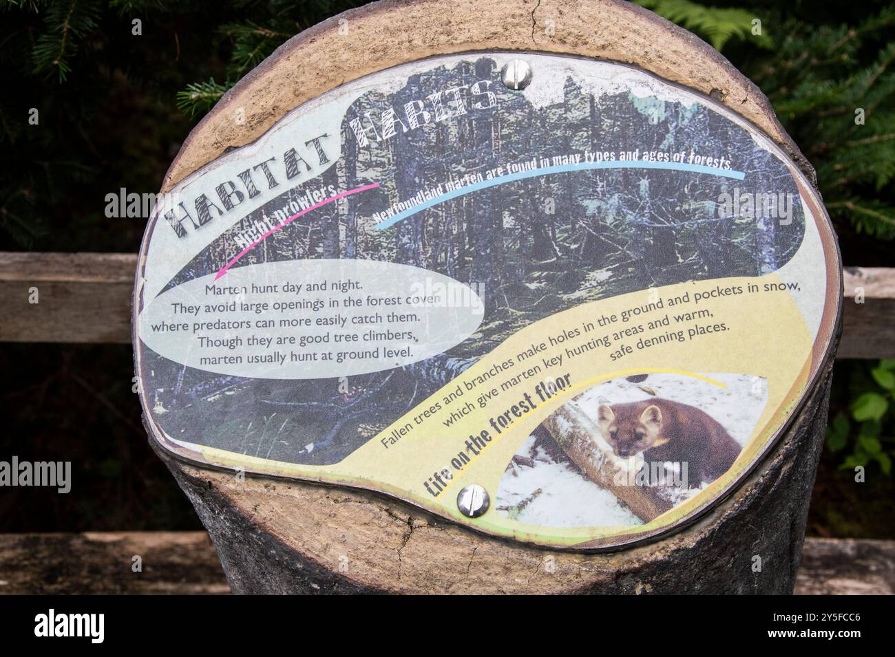 Panneau d'information sur la martre de Terre-Neuve au parc naturel Salmonier sur NL 90 à Holyrood, Terre-Neuve-et-Labrador, Canada Banque D'Images