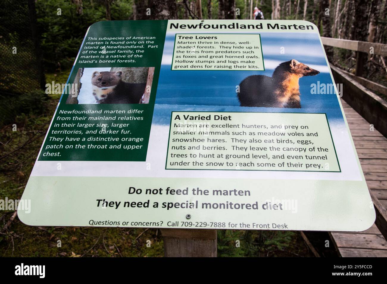 Panneau d'information sur la martre de Terre-Neuve au parc naturel Salmonier sur NL 90 à Holyrood, Terre-Neuve-et-Labrador, Canada Banque D'Images