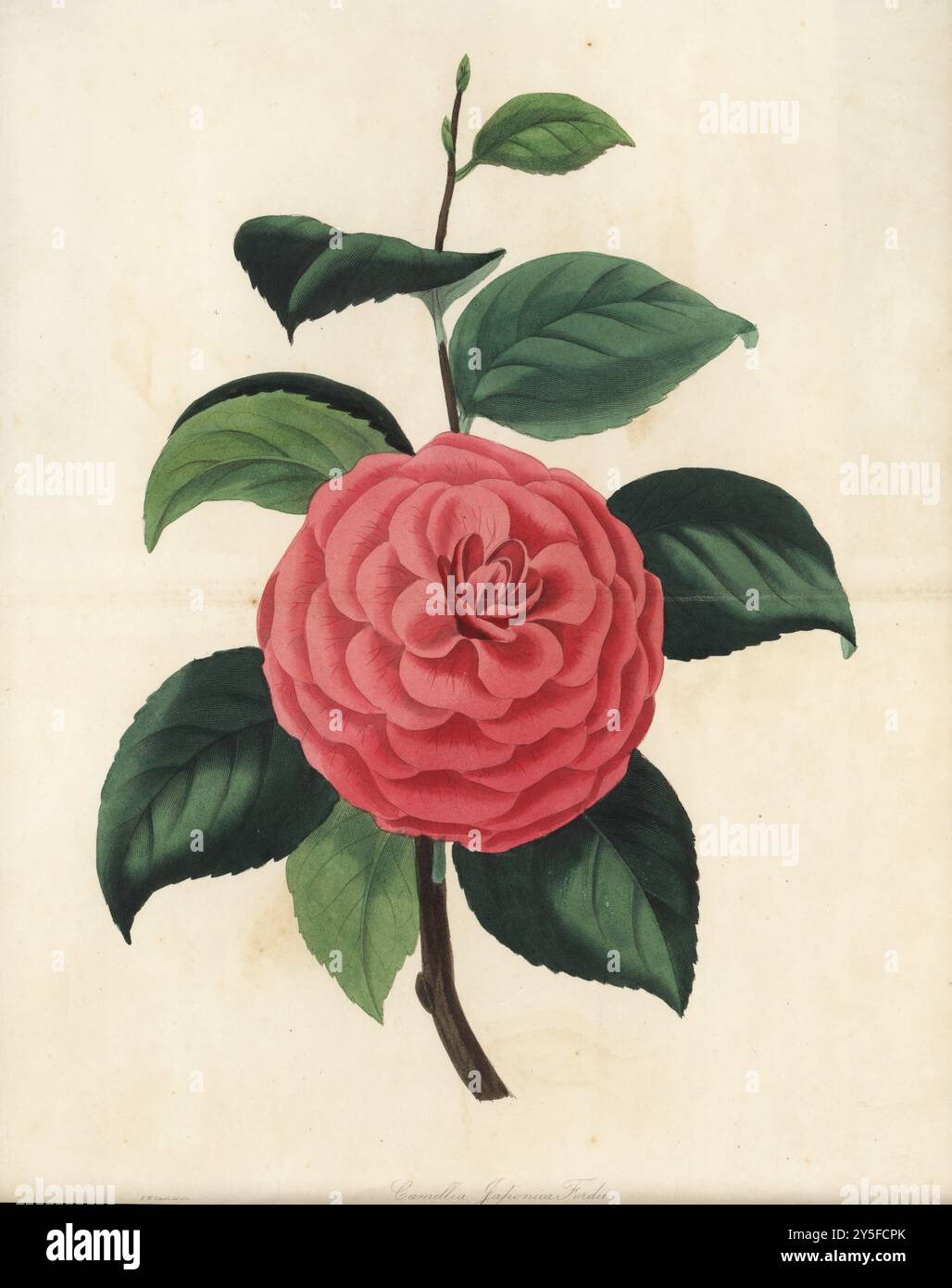 Variété japonaise de camélia, Camellia japonica. Camélia japonais de M. Ford, camélia japonica fordii. Élevé par le cultivateur de camélia William Ford. Illustration botanique colorée à la main dessinée et gravée par Frederick William Smith dans Joseph Paxton’s Magazine of Botany, et Register of Flowering plants, volume 2, W.S. Orr, Londres, 1836. Banque D'Images