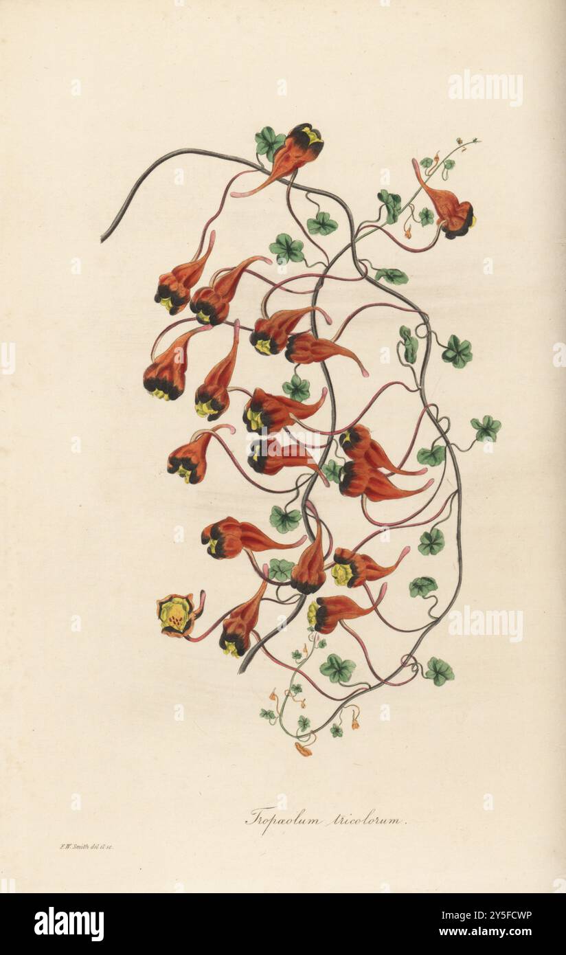 Nasturtium chilien ou cresson indien tricolore, Tropaeolum tricolorum. Originaire de Valparaiso, Chili, où il est appelé soldadito rojo ou relicario. Spécimen élevé par le pépiniériste William Scirving, Liverpool. Illustration botanique colorée à la main dessinée et gravée par Frederick William Smith dans Joseph Paxton’s Magazine of Botany, et Register of Flowering plants, volume 2, W.S. Orr, Londres, 1836. Banque D'Images