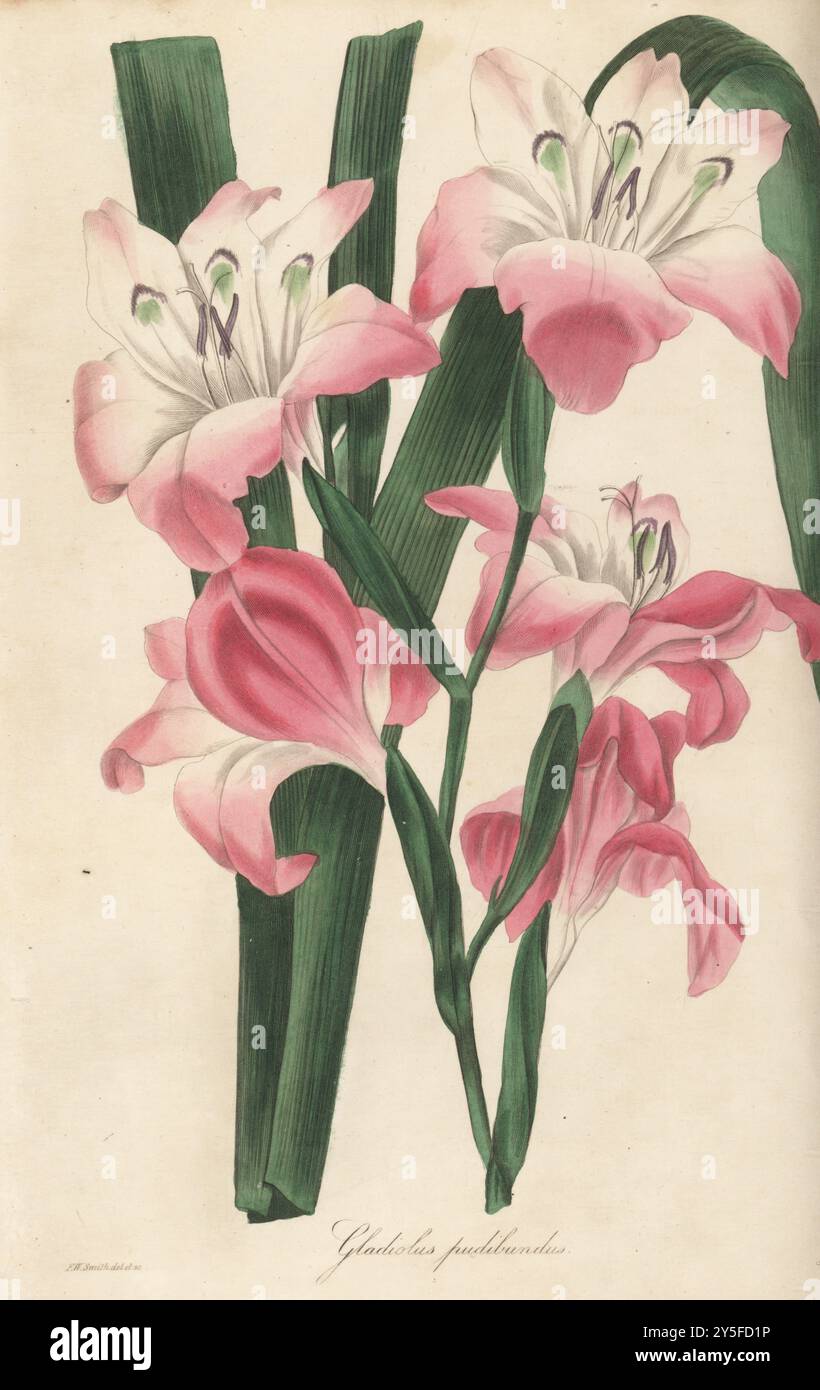 Hybride de Gladiolus cardinalis et de Gladiolus blandus élevé par le révérend William Herbert. Drapeau de maïs à fleurs blush, Gladiolus pudibundus. Spécimen élevé par Richard Harrison de Liverpool. Illustration botanique colorée à la main dessinée et gravée par Frederick William Smith dans Joseph Paxton’s Magazine of Botany, et Register of Flowering plants, volume 2, W.S. Orr, Londres, 1836. Banque D'Images