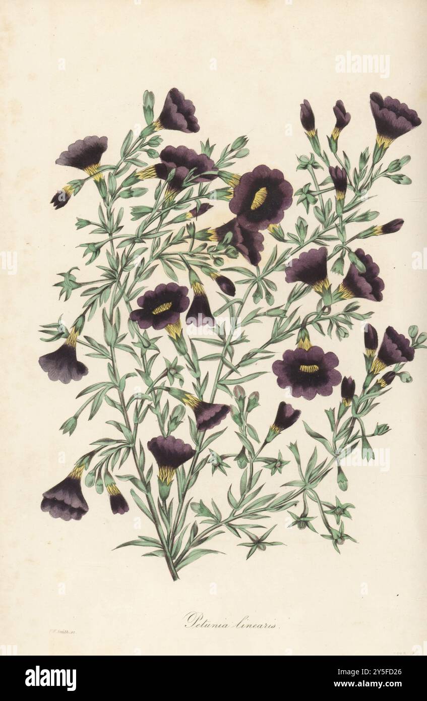 Calibrachoa thymifolia. Pétunia à feuilles étroites, Petunia linearis. Originaire du Brésil, trouvé à Buenos Ayres par le chasseur écossais John Tweedie. Illustration botanique colorée à la main dessinée et gravée par Frederick William Smith dans Joseph Paxton’s Magazine of Botany, et Register of Flowering plants, volume 2, W.S. Orr, Londres, 1836. Banque D'Images