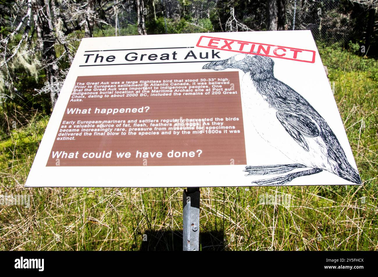 Panneau d'information sur la grande auguette éteinte au parc naturel Salmonier sur NL 90 à Holyrood, Terre-Neuve-et-Labrador, Canada Banque D'Images