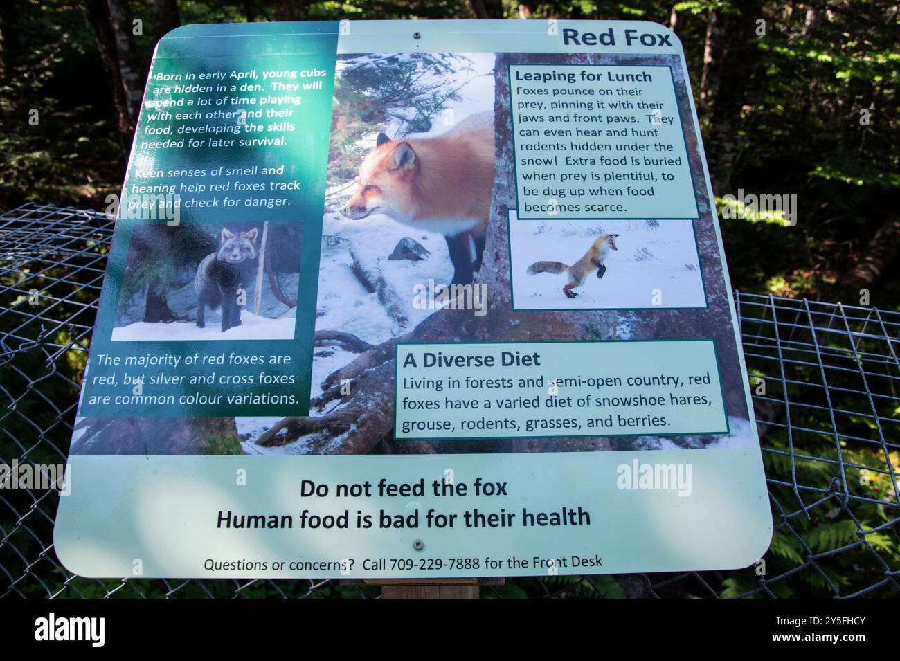 Panneau d'information sur le renard roux au Salmonier nature Park sur NL 90 à Holyrood, Terre-Neuve-et-Labrador, Canada Banque D'Images