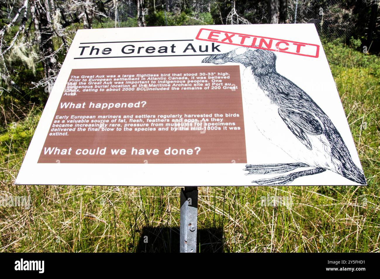 Panneau d'information sur la grande auguette éteinte au parc naturel Salmonier sur NL 90 à Holyrood, Terre-Neuve-et-Labrador, Canada Banque D'Images