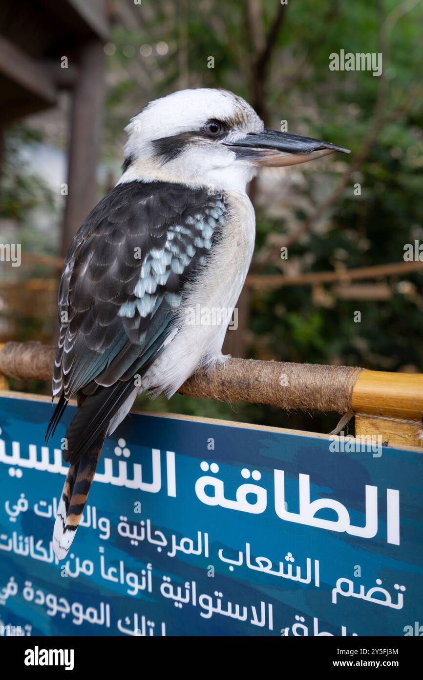 Rire kookaburra Dacelo novaeguineae à SeaWorld Yas Island Abu Dhabi, Emirats Arabes Unis Banque D'Images
