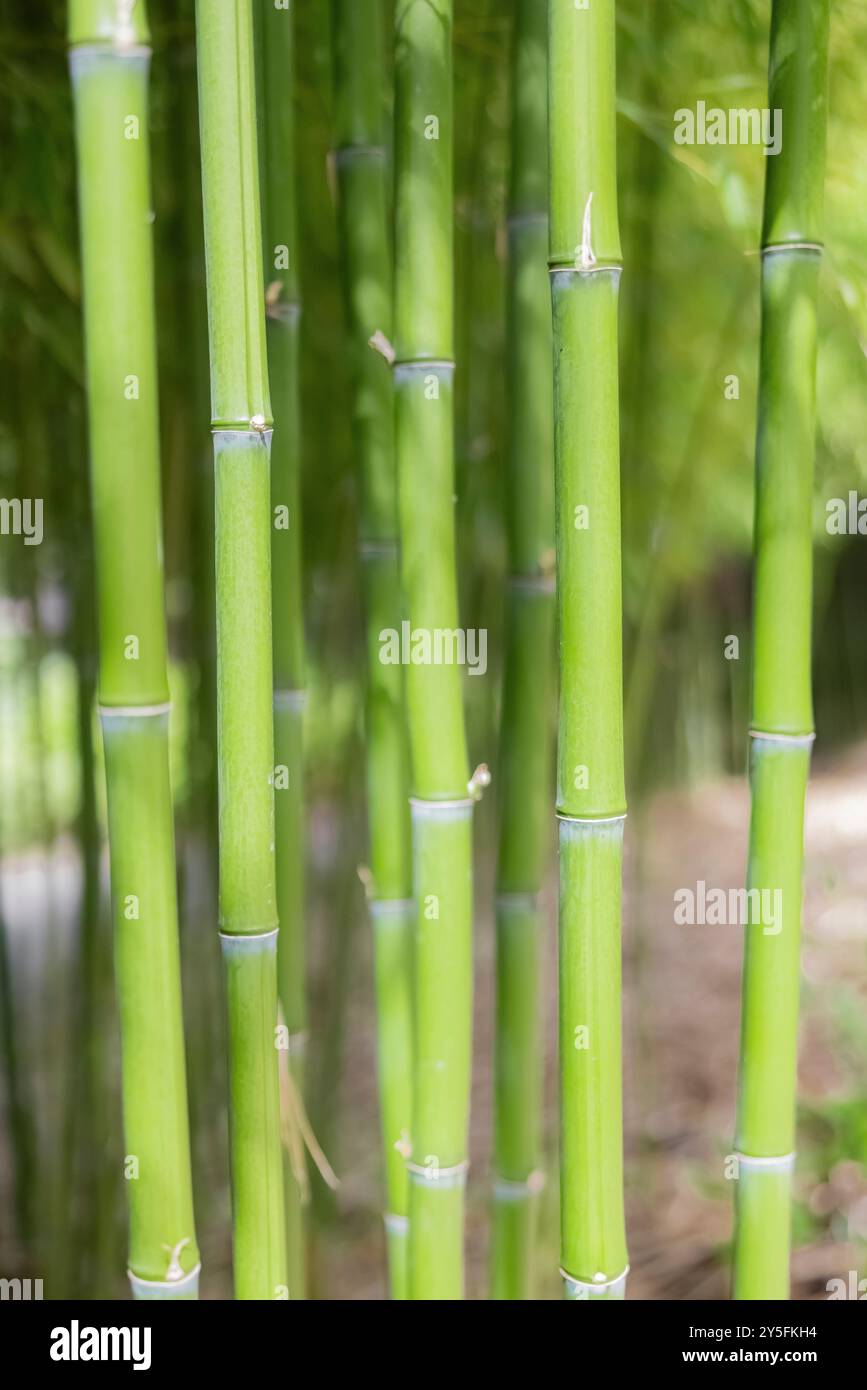 Bambous dans le jardin japonais de Yashiro à Olympia, Washington, États-Unis Banque D'Images