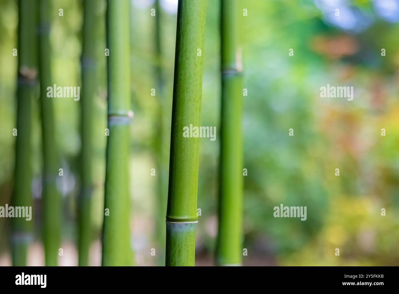 Bambous dans le jardin japonais de Yashiro à Olympia, Washington, États-Unis Banque D'Images