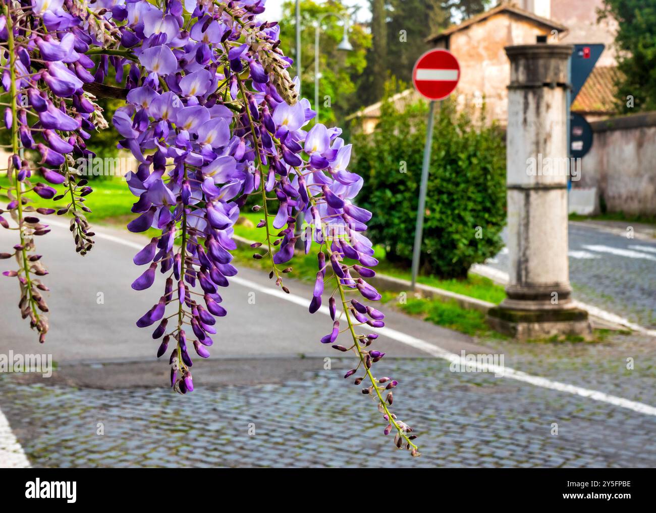 Les fleurs de Wisteria sinensis fleurissent à la fourche de via di Porta Latina et via di Porta San Sebastiano à Rome, Latium, Italie. Banque D'Images