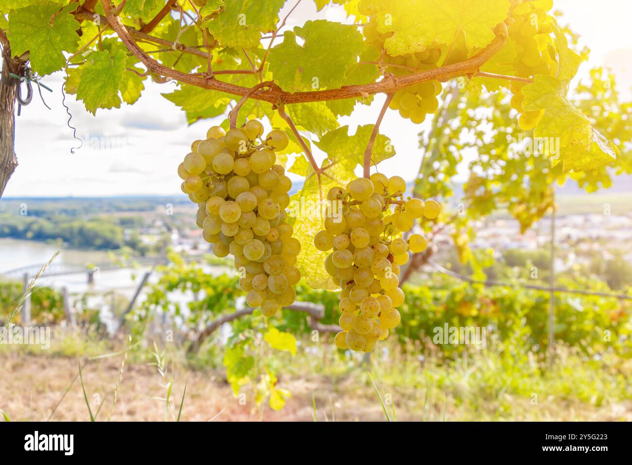 Un bouquet de raisins blancs accroché à une vigne contre un beau paysage. Banque D'Images