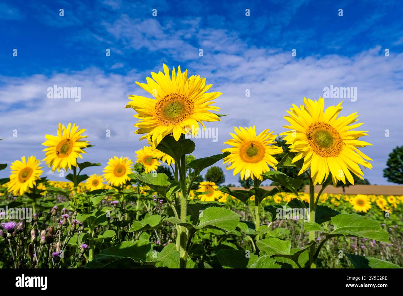 Tournesols florissants Helianthus annuus se démarquent d'un champ de tournesols. Lohmen Saxe Allemagne FB 2024 2836 Banque D'Images