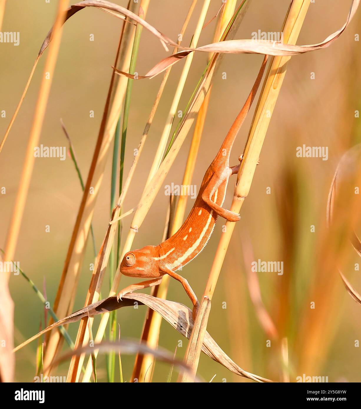 Le caméléon lisse est dépourvu de cornes rostrales ou de rabats de cou. Ils sont limités à l'ouest de la vallée du Rift et se trouvent dans les arbres, les arbustes et les prairies de rang. Banque D'Images