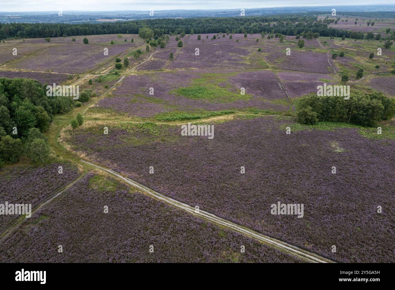 Vue aérienne générale à travers une zone de landes dans la forêt de Cannock Chase, Staffordshire, Royaume-Uni Banque D'Images