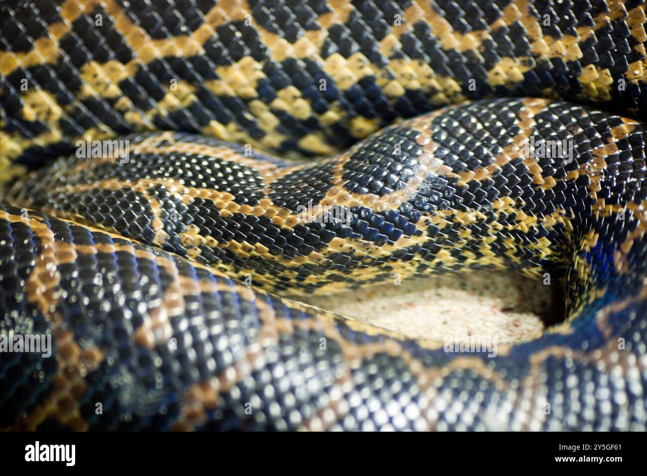 Un python birman enroulé confortablement, montrant ses écailles frappantes au zoo de Berlin, en Allemagne, comme les visiteurs l'observent de loin. Banque D'Images