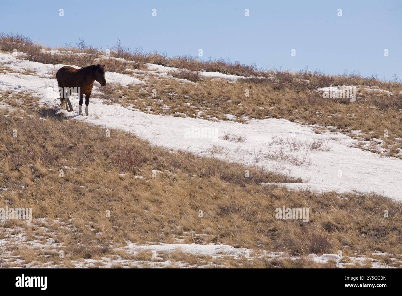 Un beau cheval dans le paysage de la nature. Photo de haute qualité Banque D'Images