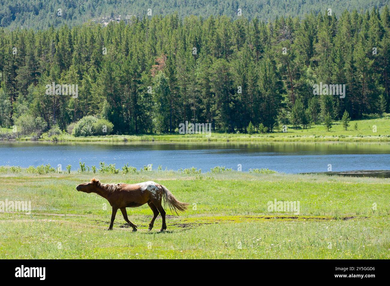 Un beau cheval dans le paysage de la nature. Photo de haute qualité Banque D'Images