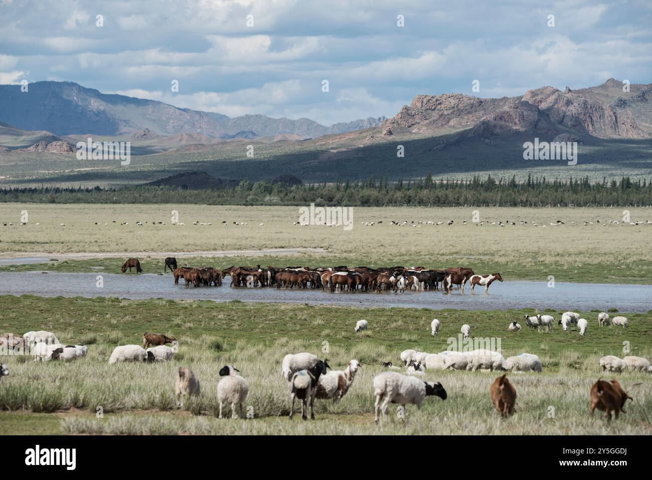 Un beau cheval mongol dans un paysage de steppe. Un cheval mange du foin. Photo de haute qualité Banque D'Images