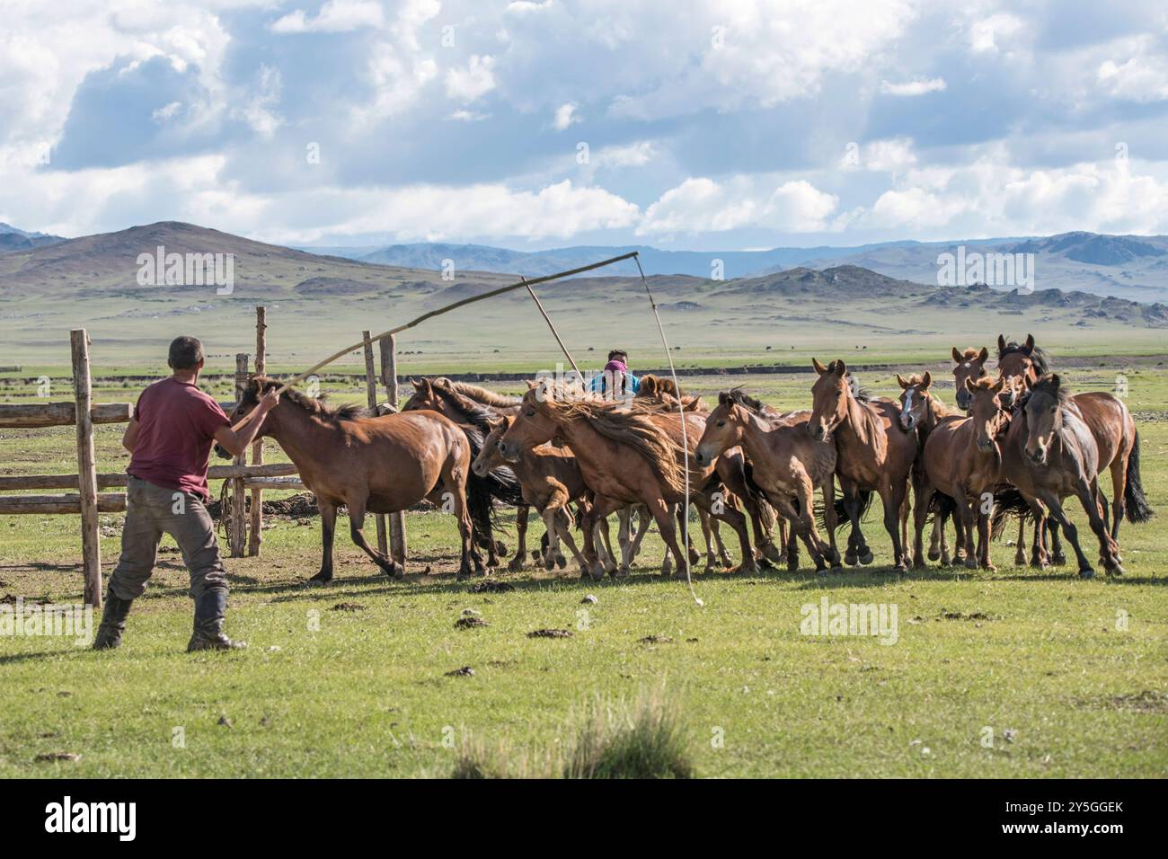 Un beau cheval mongol dans un paysage de steppe. Un cheval mange du foin. Photo de haute qualité Banque D'Images