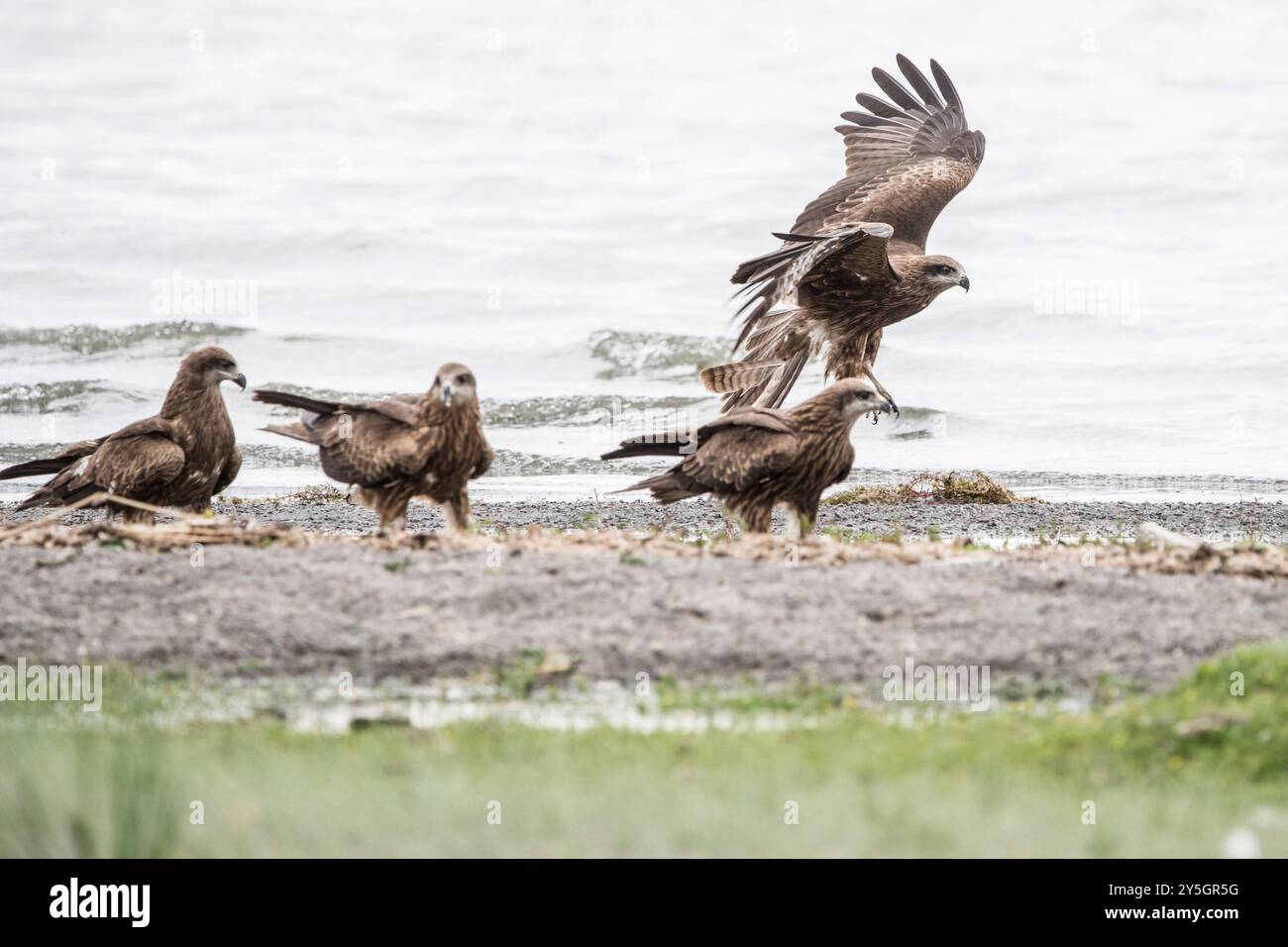 Aigle assis sur le sol. Photo de haute qualité Banque D'Images