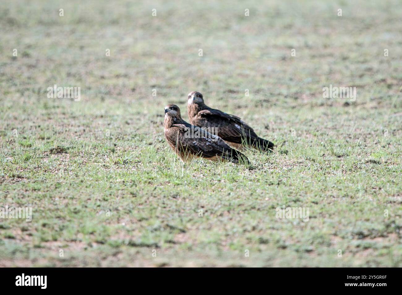Aigle assis sur le sol. Photo de haute qualité Banque D'Images