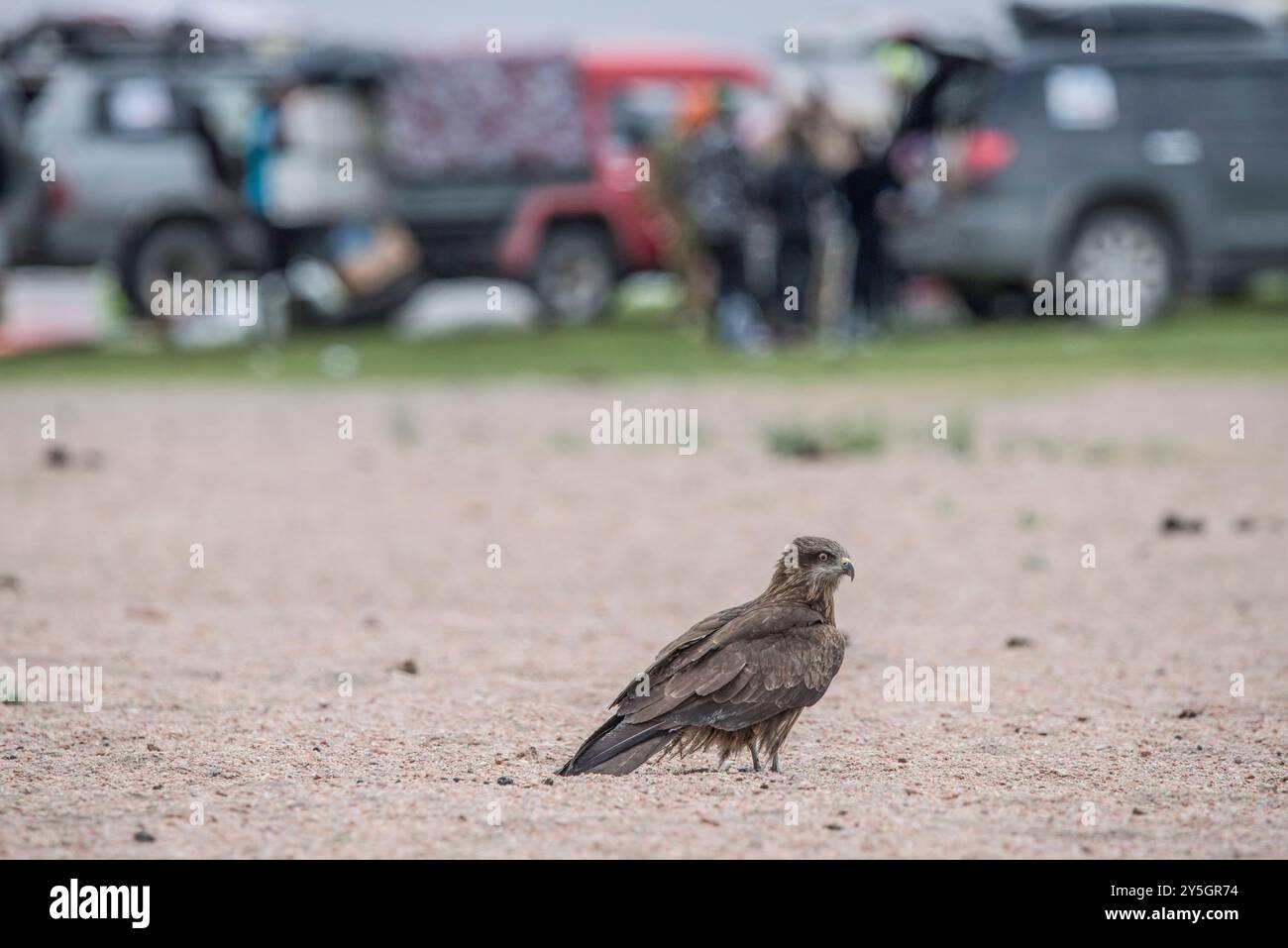Aigle assis sur le sol. Photo de haute qualité Banque D'Images