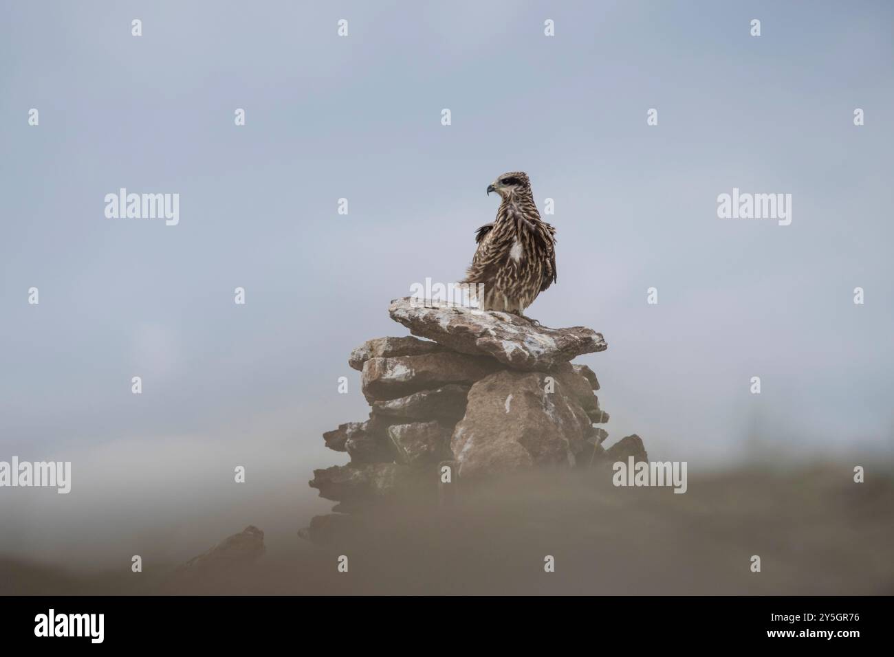 Aigle assis sur le sol. Photo de haute qualité Banque D'Images