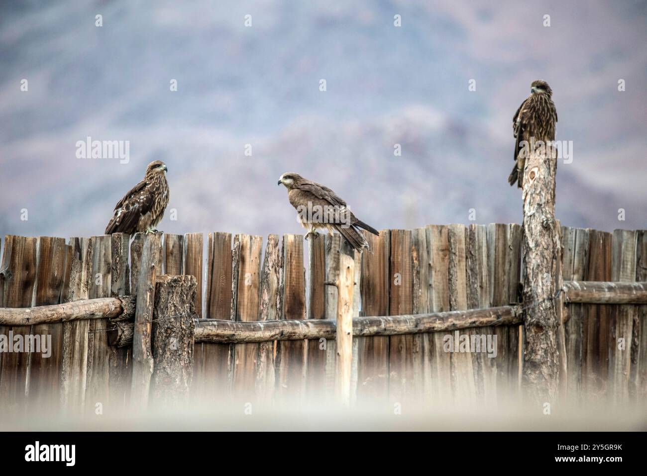 Aigle assis sur le sol. Photo de haute qualité Banque D'Images