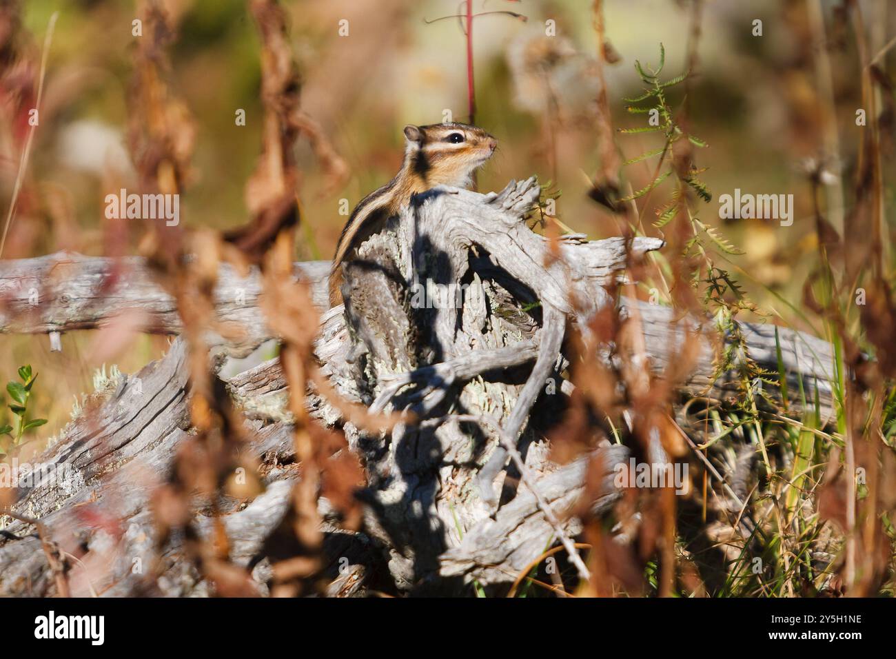 Petit beau chipmunk dans la forêt sur un arbre. Photo de haute qualité Banque D'Images