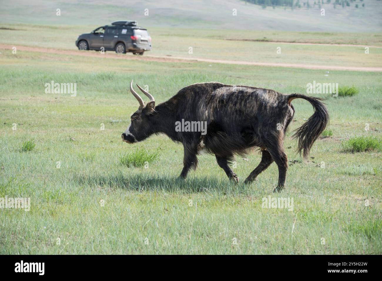 Un yak mongol dans les pâturages d'été. Banque D'Images