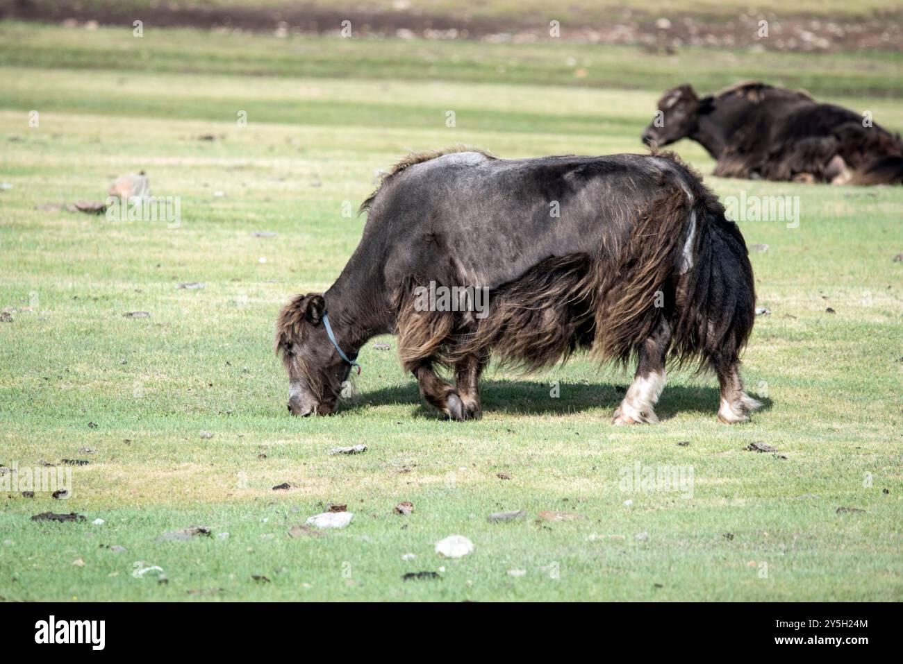 Un yak mongol dans les pâturages d'été. Banque D'Images